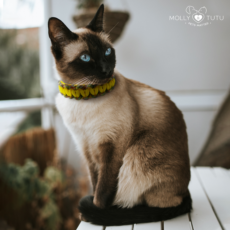 Tutu- Cute