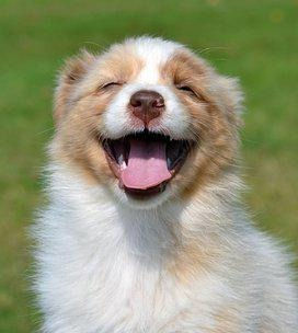 10 ways to make your dog happier!