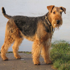 Airedale Terrier.jpg