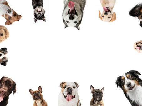 10 tips for adopting a pet