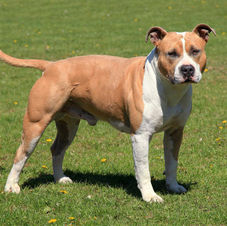 americanstaffordshireterrier_adult.jpg