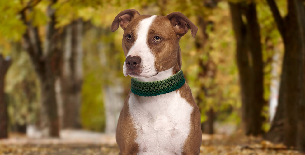 Coleira para raça Pitbull