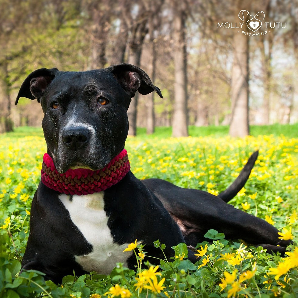 Coleira para raça Pitbull