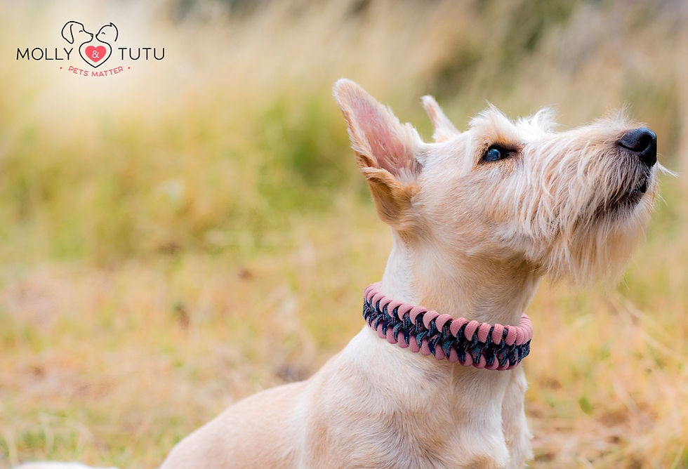 Coleira Cachorro Bud Louie- Good Vibes