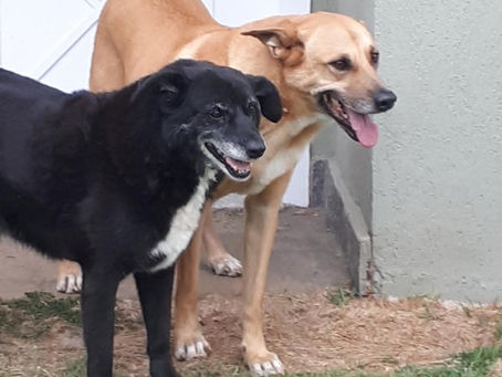 "Decifrando a Linguagem Corporal dos Cães: Entenda os Sinais do Seu Companheiro Canino."