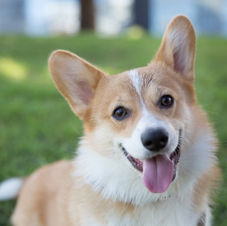 corgi.jpg