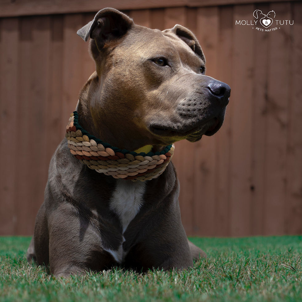 Coleira para raça Pitbull