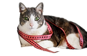 Gato fofinho
