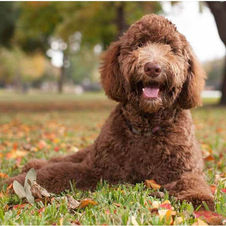 Poodle1.jpg