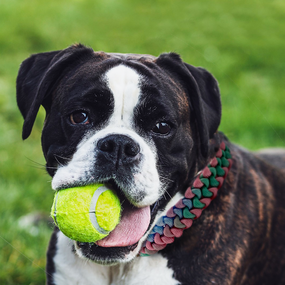 Coleira Cachorro Bruna Mirabel- Cotton Candy