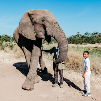 • Elephant at Wild Horizons Sanctuary in Victoria Falls.
• Close-up of an elephant during our sanctuary visit.
• Family standing beside an elephant at the Victoria Falls sanctuary.
• Guided elephant interaction at Wild Horizons Elephant Sanctuary.
• Riding an elephant along a trail in Victoria Falls.
• Elephant walking through the sanctuary landscape.
• Feeding an elephant during our visit.
• View of sanctuary staff guiding the elephants.
• Elephant raising its trunk during interaction.
• Quiet moment standing beside an elephant.
• Wide shot of elephants walking at the Victoria Falls sanctuary.
• Elephant herd moving through the trees.
• Family learning about elephant conservation.
• Elephant touching handler’s hand during training demonstration.
• Scenic view of elephants near the Zambezi region
