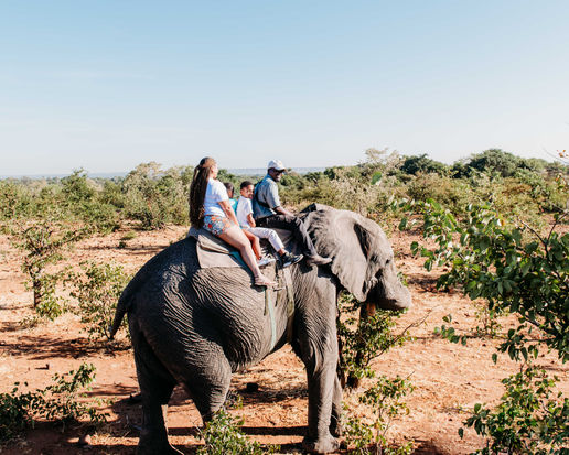 • Elephant at Wild Horizons Sanctuary in Victoria Falls.
• Close-up of an elephant during our sanctuary visit.
• Family standing beside an elephant at the Victoria Falls sanctuary.
• Guided elephant interaction at Wild Horizons Elephant Sanctuary.
• Riding an elephant along a trail in Victoria Falls.
• Elephant walking through the sanctuary landscape.
• Feeding an elephant during our visit.
• View of sanctuary staff guiding the elephants.
• Elephant raising its trunk during interaction.
• Quiet moment standing beside an elephant.
• Wide shot of elephants walking at the Victoria Falls sanctuary.
• Elephant herd moving through the trees.
• Family learning about elephant conservation.
• Elephant touching handler’s hand during training demonstration.
• Scenic view of elephants near the Zambezi region