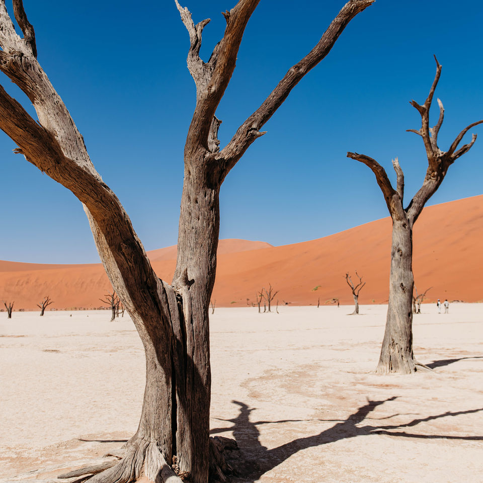 Barren trees in the Namibian desert with the tall orange sand dunes of Deadvlei.