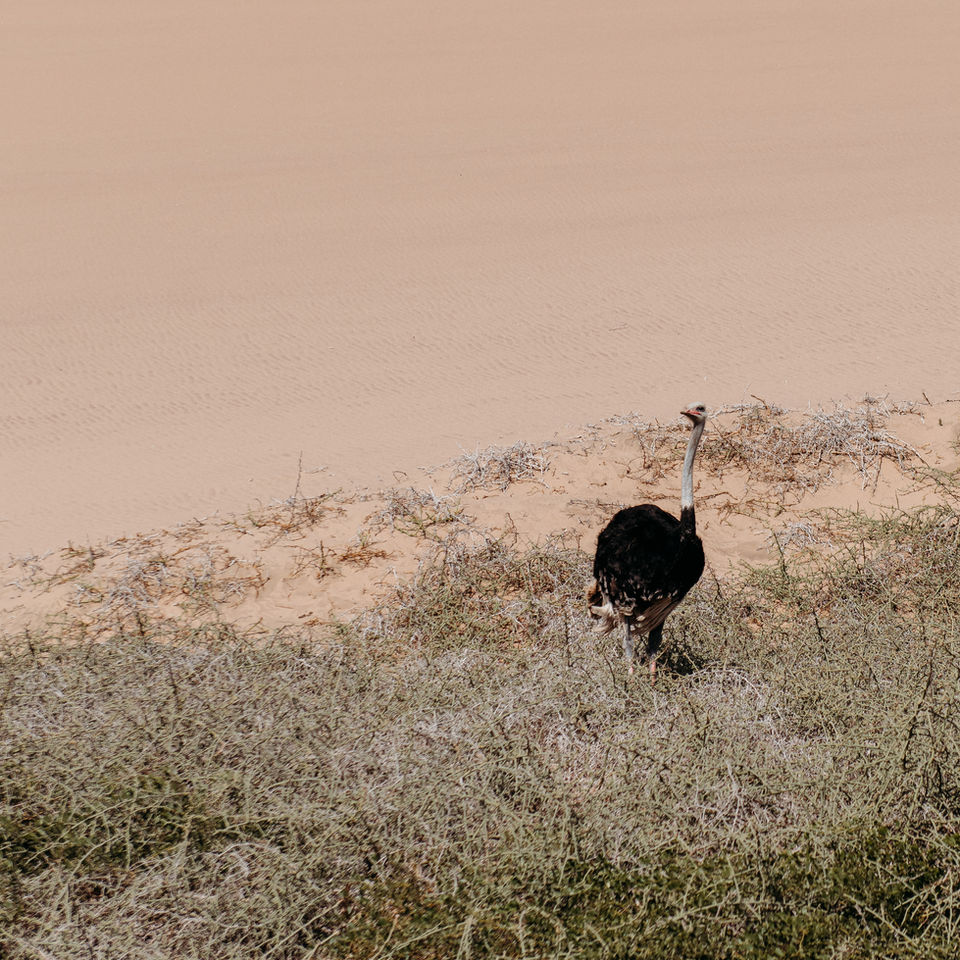 • Dunes meeting the Atlantic Ocean at Sandwich Harbour, Namibia.
• A 4x4 vehicle is driving between the sand dunes and the ocean at Sandwich Harbour.
• Massive desert dunes dropping into the sea at Sandwich Harbour.
• Scenic coastline where the Namib Desert meets the Atlantic Ocean.
• Tire tracks across the dunes at Sandwich Harbour in Namibia.
• Wide landscape view of Sandwich Harbour’s dunes and shoreline.
• Adventure drive through soft sand near the ocean in Namibia.
• Remote desert coastline at Sandwich Harbour under clear skies.