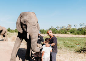 • Elephant at Wild Horizons Sanctuary in Victoria Falls.
• Close-up of an elephant during our sanctuary visit.
• Family standing beside an elephant at the Victoria Falls sanctuary.
• Guided elephant interaction at Wild Horizons Elephant Sanctuary.
• Riding an elephant along a trail in Victoria Falls.
• Elephant walking through the sanctuary landscape.
• Feeding an elephant during our visit.
• View of sanctuary staff guiding the elephants.
• Elephant raising its trunk during interaction.
• Quiet moment standing beside an elephant.
• Wide shot of elephants walking at the Victoria Falls sanctuary.
• Elephant herd moving through the trees.
• Family learning about elephant conservation.
• Elephant touching handler’s hand during training demonstration.
• Scenic view of elephants near the Zambezi region
