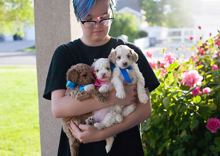 daisypups5w_2.jpg
