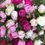 Thumbnail: Peony Flower Club - 3 Week Subscription