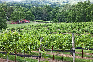 arrington vineyards.jpg