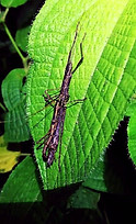 insect 11.jpg