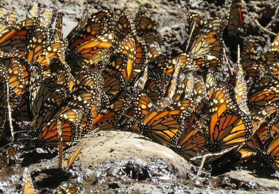 ree