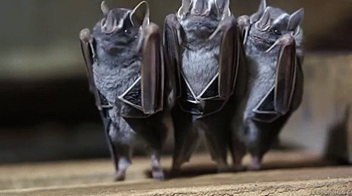 funny-animals-bats.gif