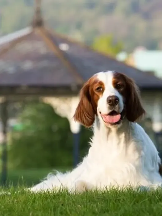 Caroline Kisko dog breed