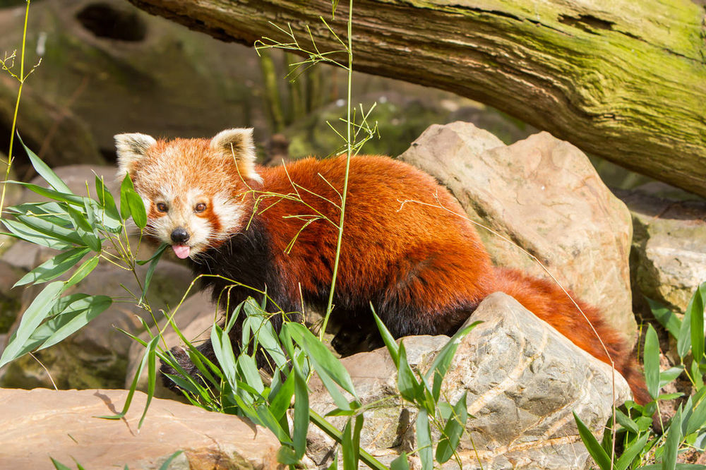 The Red Panda Adorable Arboreal and at Risk!