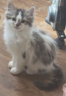 ragamuffin kitten for sale