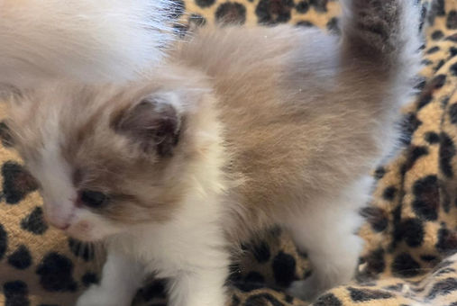 ragamuffin kitten Sam