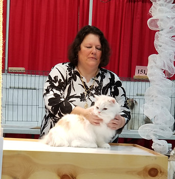 ragamuffin show cat