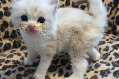 ragamuffin kitten