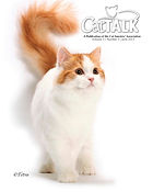 Ragamuffin cat