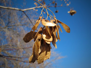 Maple Seeds