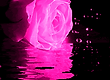 ZMP PINK ROSE WATER.gif