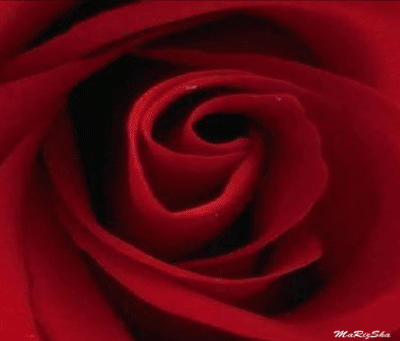 ZMP ALISHA ROSE.gif