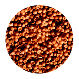 artemia cyst