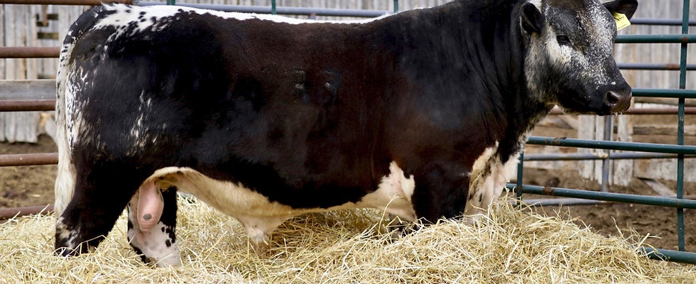 Fradette Bull 50G