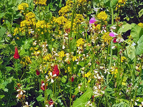 Trellis vs diverse density