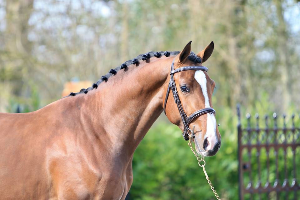 Regent 3