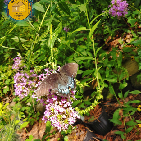 Honeybee and Native Plants