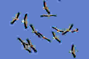 storks
