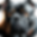 logo bdog 2025.png