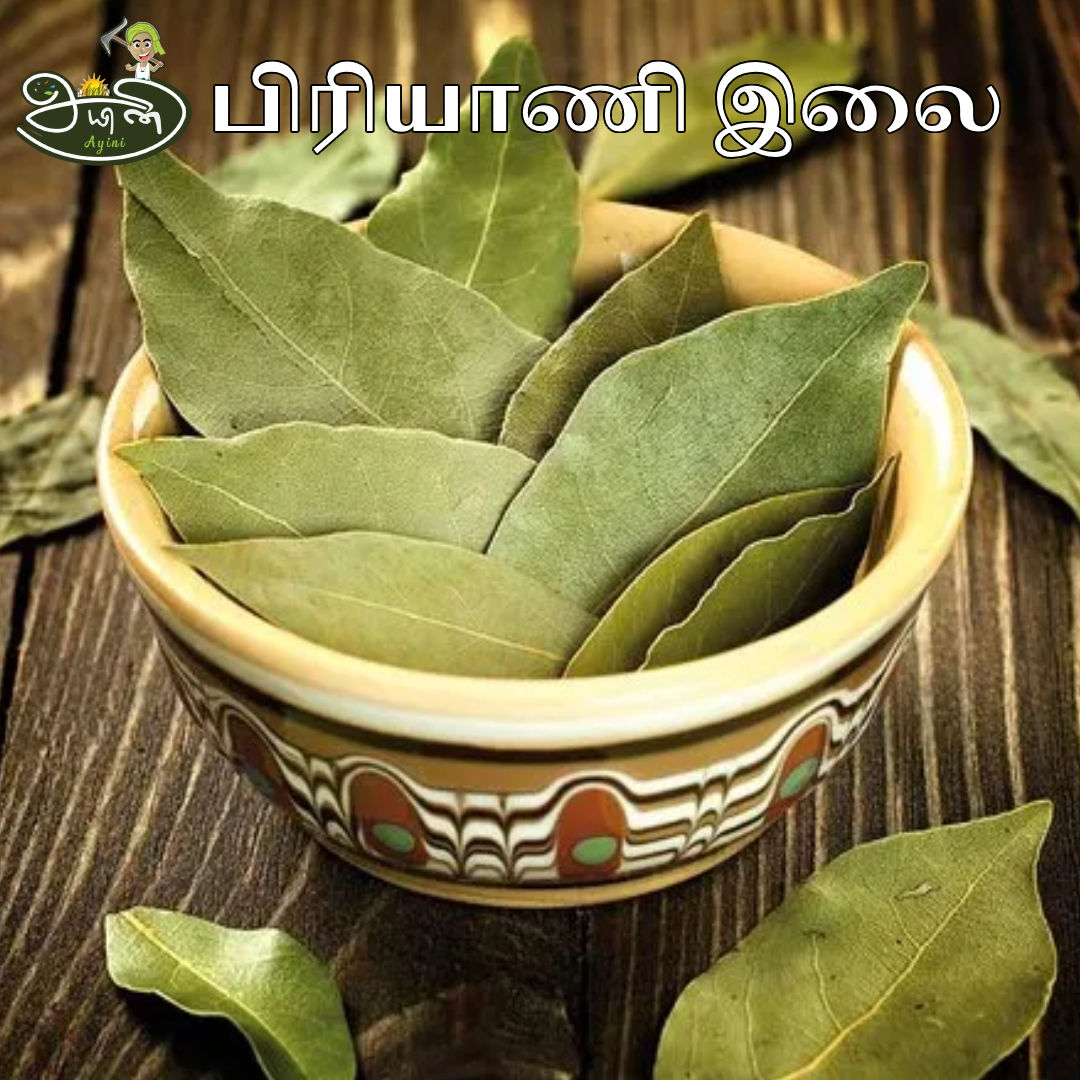 Bay Leaf