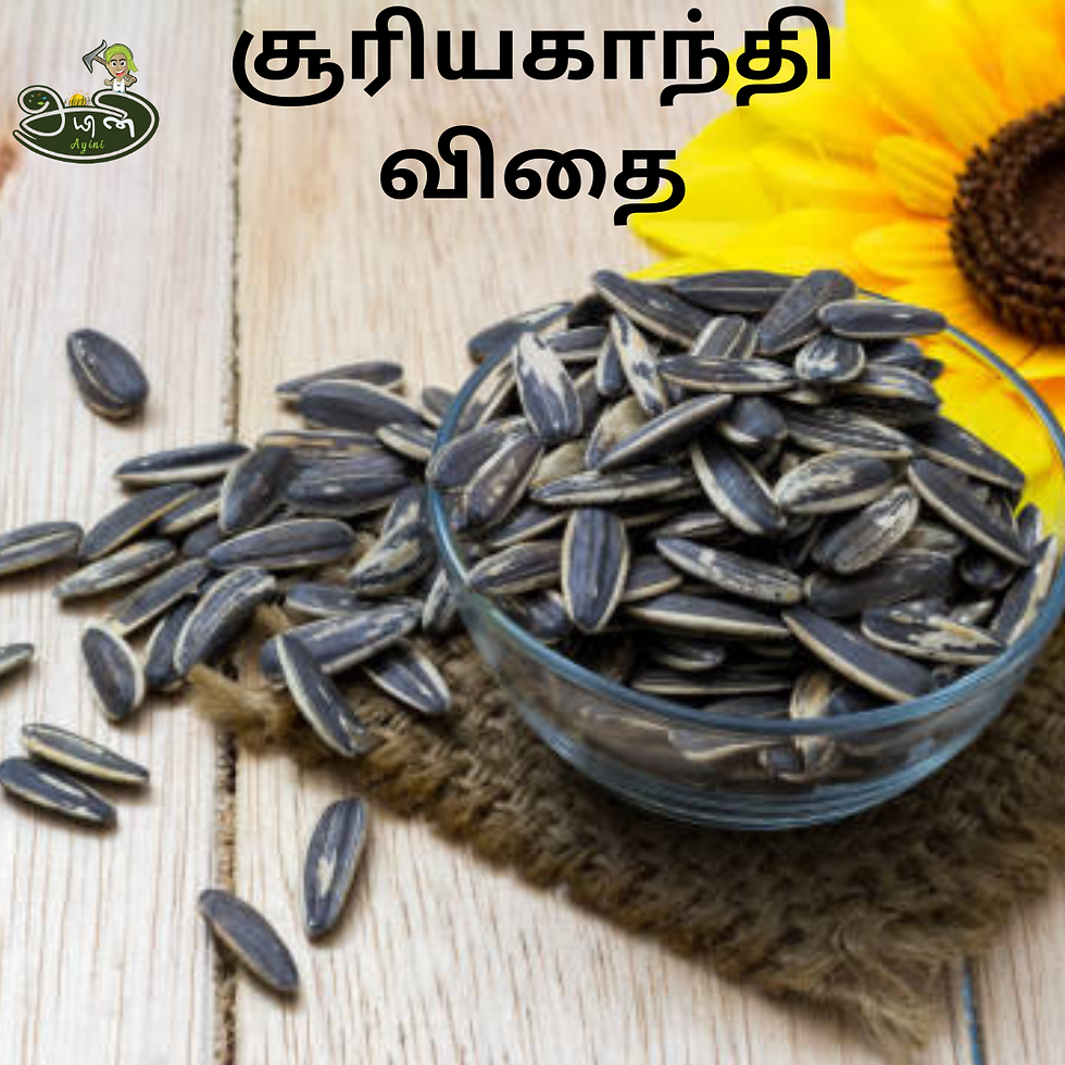 Sun Flower Seeds / Suriyagandhi Vidhai