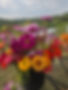 bouquet of flowers