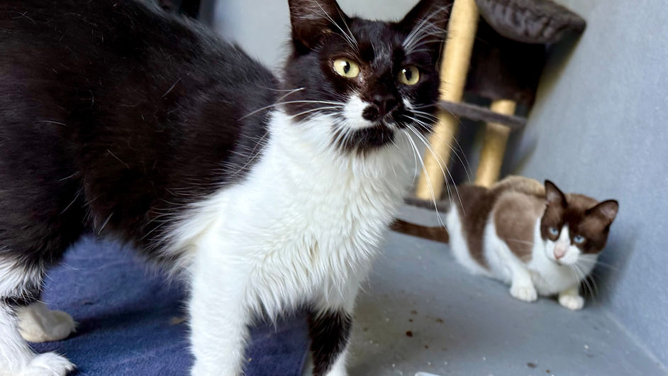 Minouche leidet - DRINGEND EIN ZUHAUSE GESUCHT