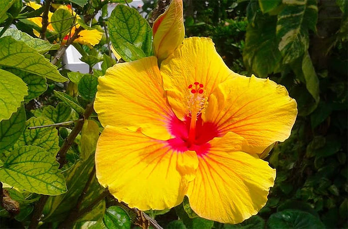 Hibiscus-fleur-de-Martinique.jpg