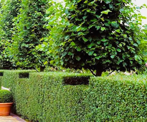 Landscaping projects Stockport: Sculpted hedges and trees.