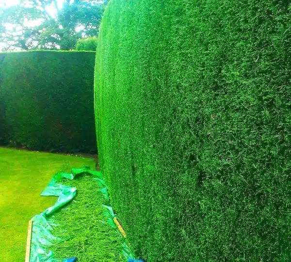 Neatly trimmed hedge from landscaping projects Stockport