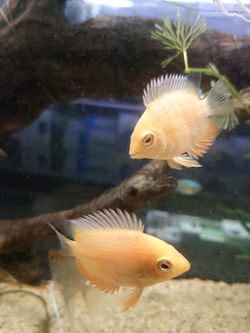 PECES